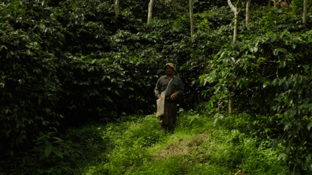 A man in the coffee farm when he surrounded by coffee trees - Adena Coffee